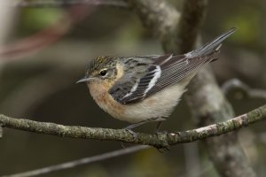 Bay-breasted Warbler (female-spring) 121.jpg