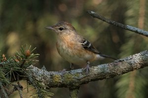 Bay-breasted Warbler (female-spring) 124.jpg