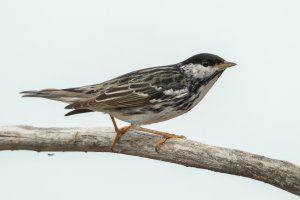 Blackpoll Warbler (male-spring) 118.jpg