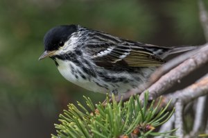 Blackpoll Warbler (male-spring) 119.jpg