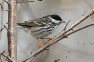 Blackpoll Warbler (male-spring) 122.jpg