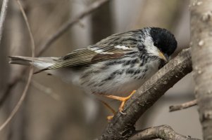 Blackpoll Warbler (male-spring) 123.jpg