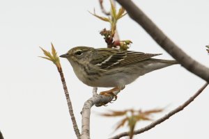 Blackpoll Warbler (female) 109.jpg