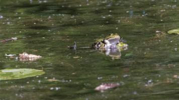 frogfight1.gif