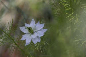 Nigella damascena.jpg