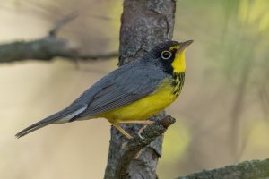 Canada Warbler (male-spring) 198.jpg