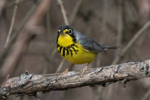 Canada Warbler (male-spring) 200.jpg