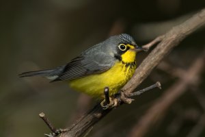 Canada Warbler (male-spring) 207.jpg