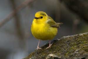 Hooded Warbler (female-spring) 120.jpg