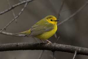Hooded Warbler (female-spring) 122.jpg