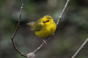 Hooded Warbler (female-spring) 125.jpg