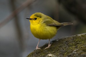 Hooded Warbler (female-spring) 126.jpg