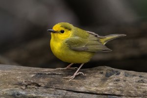 Hooded Warbler (female-spring) 128.jpg