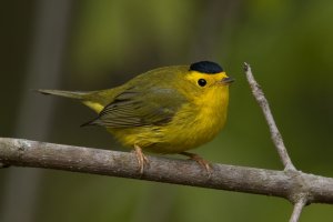 Wilson's Warbler (male-spring) 139.jpg