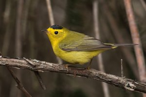 Wilson's Warbler (male-spring) 140.jpg