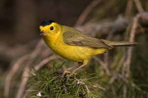 Wilson's Warbler (male-spring) 142.jpg