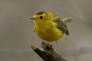 Wilson's Warbler (female-spring) 108.jpg
