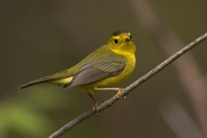 Wilson's Warbler (female-spring) 109.jpg
