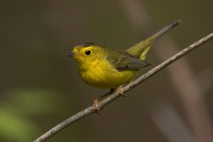 Wilson's Warbler (female-spring) 110.jpg