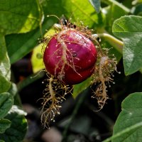 Passiflora foetida - Love in a mist 4_DxO.jpg