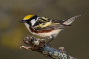 Chestnut-sided Warbler (male-spring) 169.jpg
