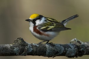 Chestnut-sided Warbler (male-spring) 170.jpg