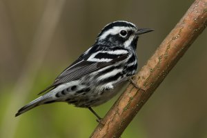 Black-and-white Warbler (male-spring) 163.jpg