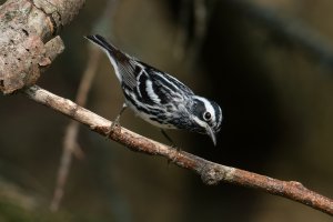 Black-and-white Warbler (male-spring) 164.jpg
