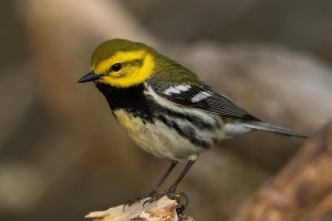 Black-throated Green Warbler (male-spring) 160.jpg
