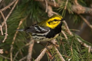 Black-throated Green Warbler (male-spring) 163.jpg