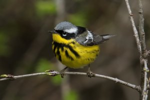 Magnolia Warbler (male-spring) 173.jpg