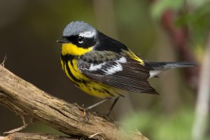 Magnolia Warbler (male-spring) 175.jpg