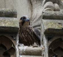 309A8842-DxO_Peregrine_falcon_chick_in_battlement-lssm.jpg