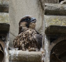 309A8762-DxO_Peregrine_falcon_chick_in_battlement-lssm.jpg