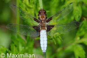 broad_bodied_chaser_2022_01.JPG