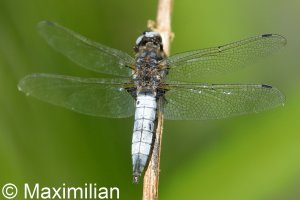 scarce_chaser_2022_03.JPG