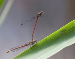 Large_Red_Damselfly_Pair_best_blend.jpg