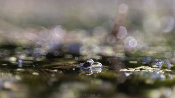 frog with bubbles.jpg
