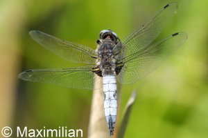 scarce_chaser_2022_04.JPG