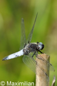 scarce_chaser_2022_05.JPG