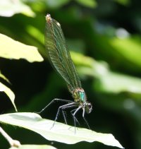 309A9153-DxO_female_banded_demoiselle_damselfly_1.jpg