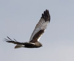 309A9331-DxO_marsh_harrier_flying_side-2_00x.jpg