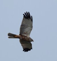 309A9360-DxO_marsh_harrier_flying-underbody-2_00x.jpg