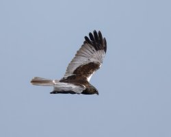 309A9380-DxO_marsh_harrier_flying-2_00x.jpg