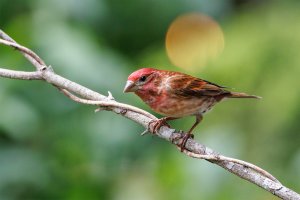 Purple Finch - K1A1790.jpg