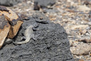 DV 2022 PCM 007 chuckwalla tLs d2.jpg DV 2022 PCM 007 chuckwalla tLs d2.jpg