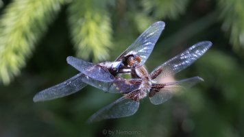 Libellula depressa mating.jpg