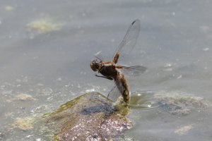 Libellula depressa ovi.jpg