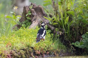 Great spotted woodpecker by TMI.jpg
