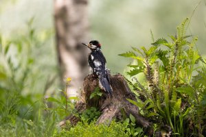 Great spotted woodpecker by TMI-2.jpg